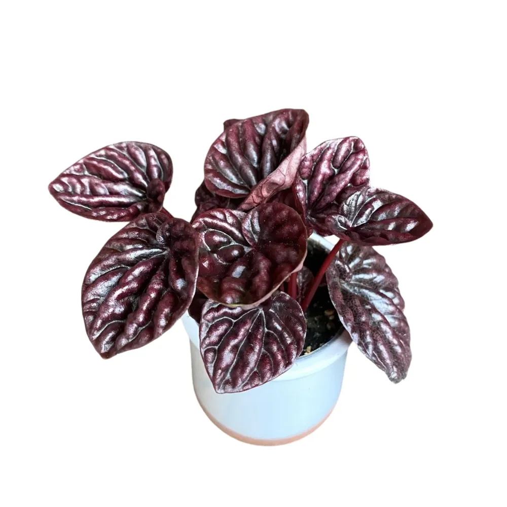 Peperomia 'Luna Red' (babyplant) - contrast burgundy si frunzis catifelat pentru spatii moderne