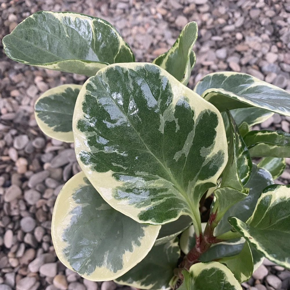 Peperomia Marble