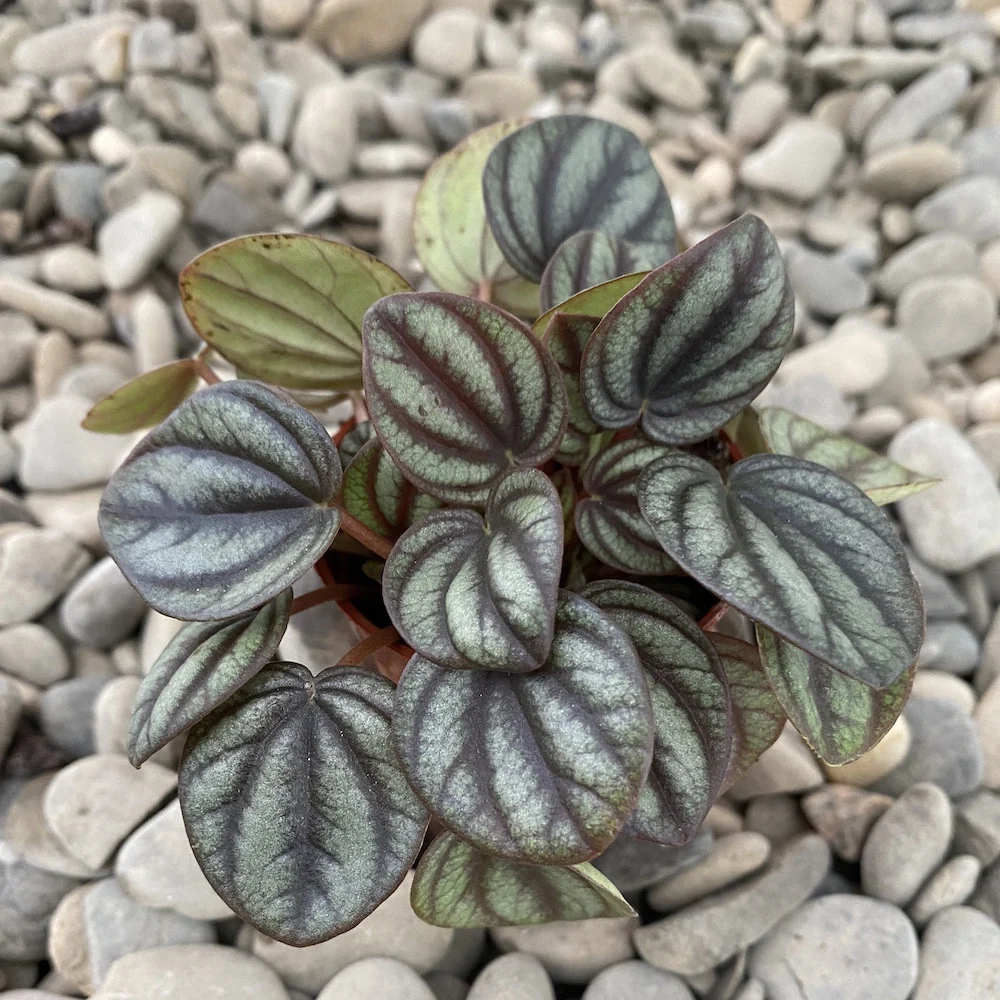 Peperomia Piccolo banda (babyplant)