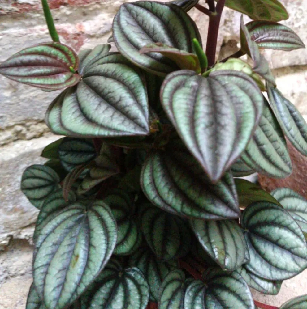 Peperomia Piccolo banda (babyplant)