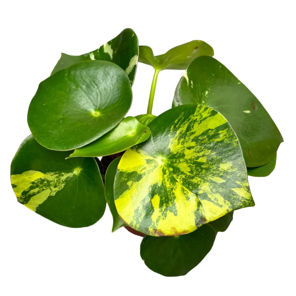Peperomia polybotrya 'Raindrop' variegata