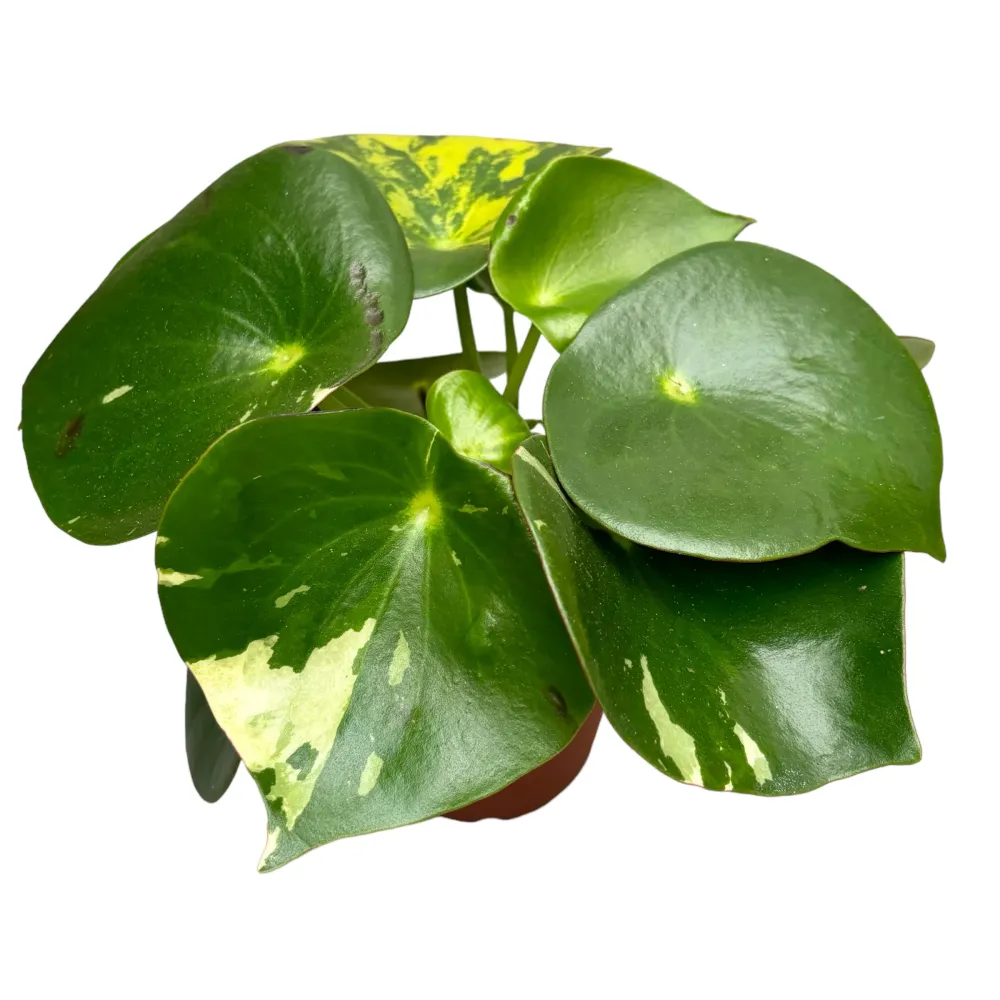 Peperomia polybotrya 'Raindrop' variegata
