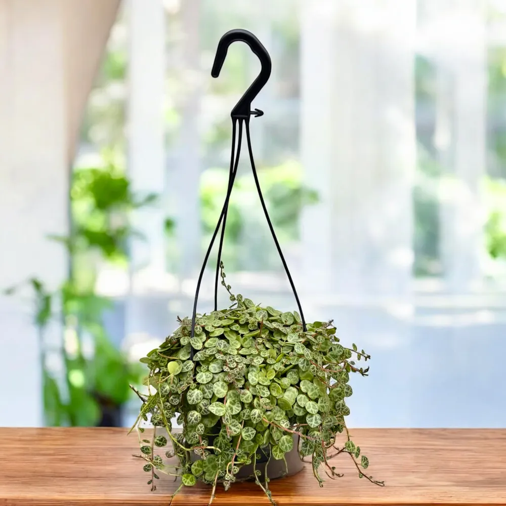 Peperomia prostrata XL - String Turtle
