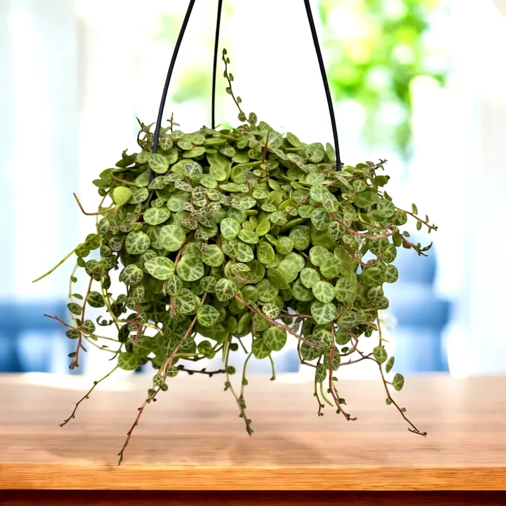 Peperomia prostrata XL - String Turtle