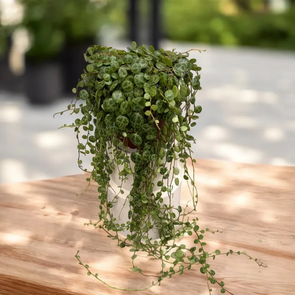Peperomia prostrata (String Turtles) D10