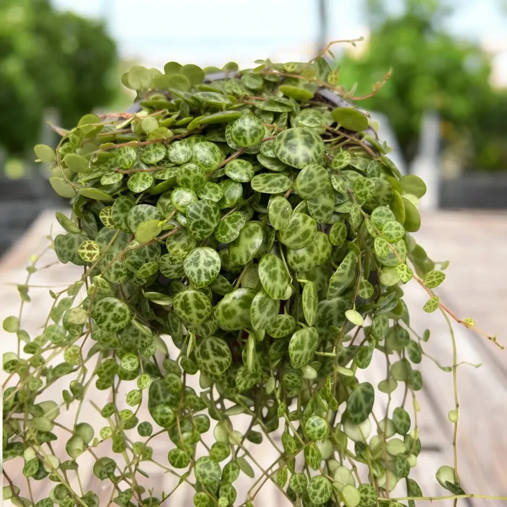 Peperomia prostrata (String Turtles) D10