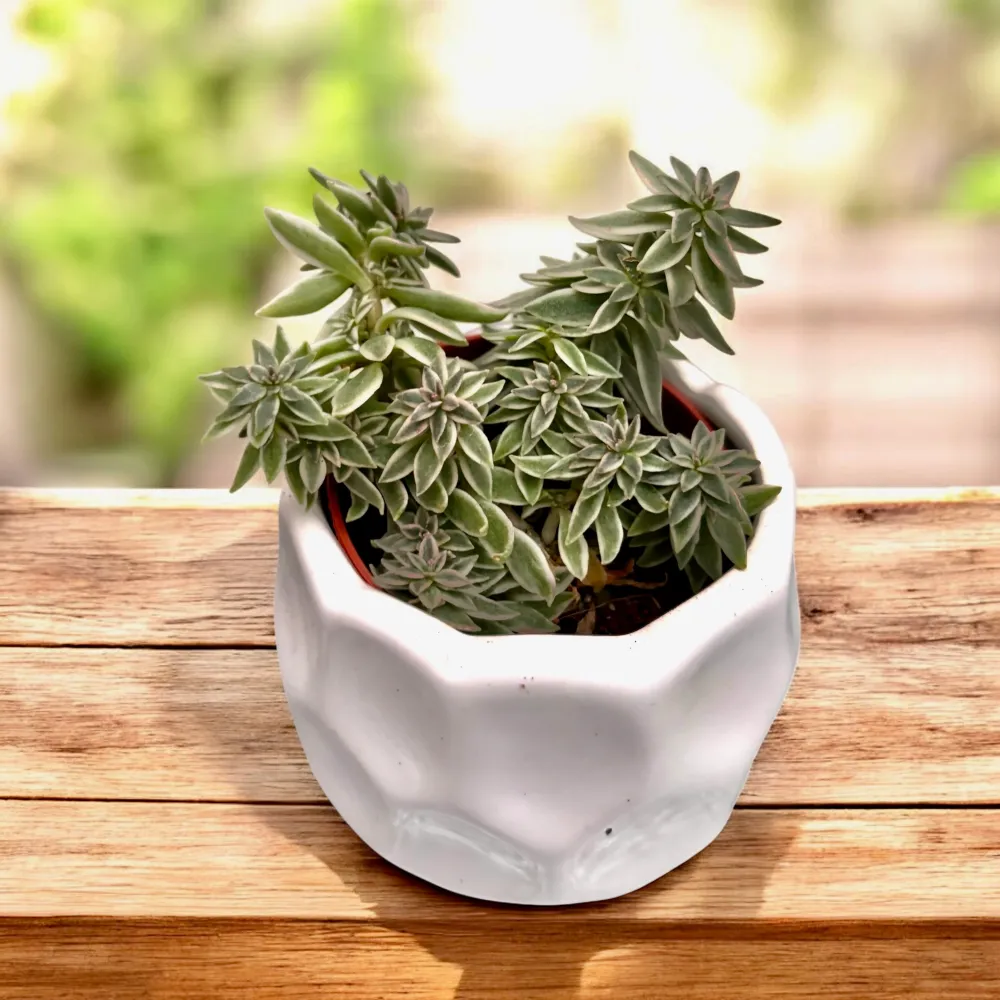 Peperomia ‘Sprinkle’ (babyplant) - planta compacta cu frunzis verde punctat