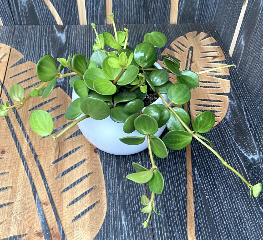 Peperomia tetraphylla 'Hope' - 3 plante/ghiveci