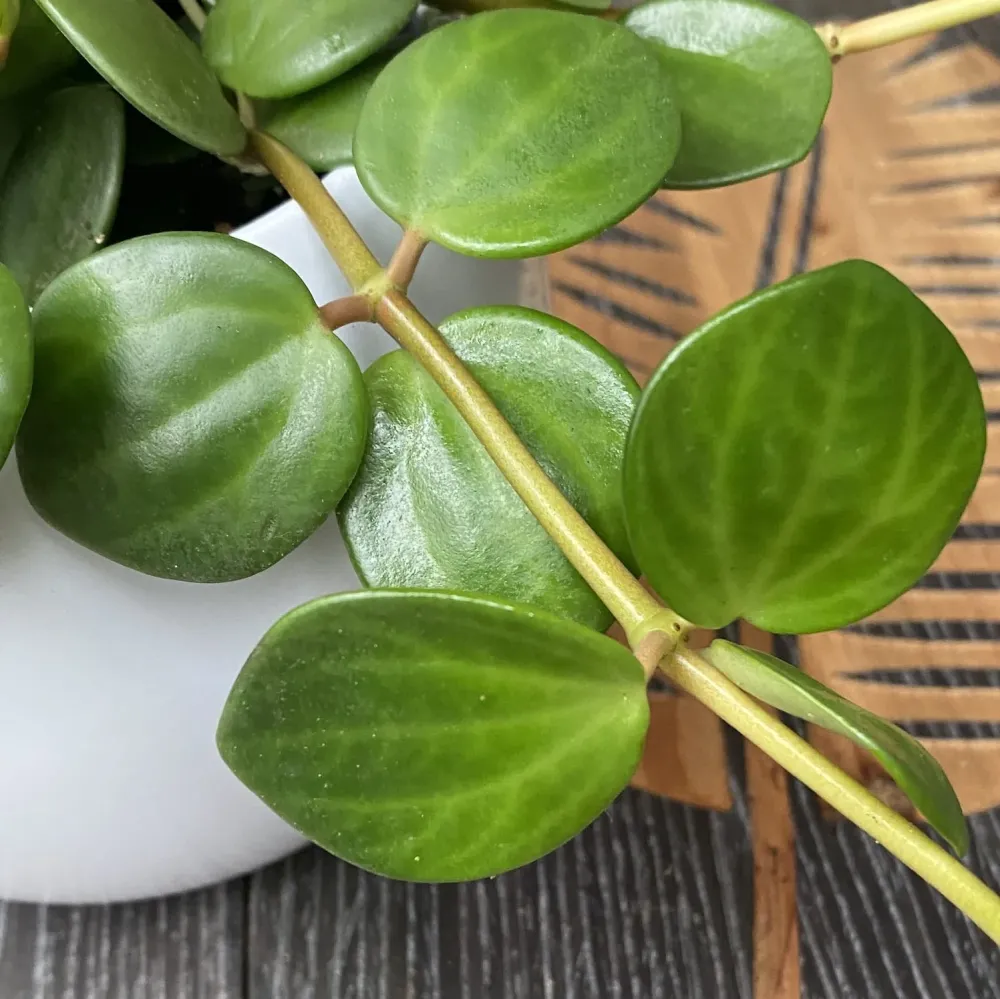 Peperomia tetraphylla 'Hope' - 3 plante/ghiveci