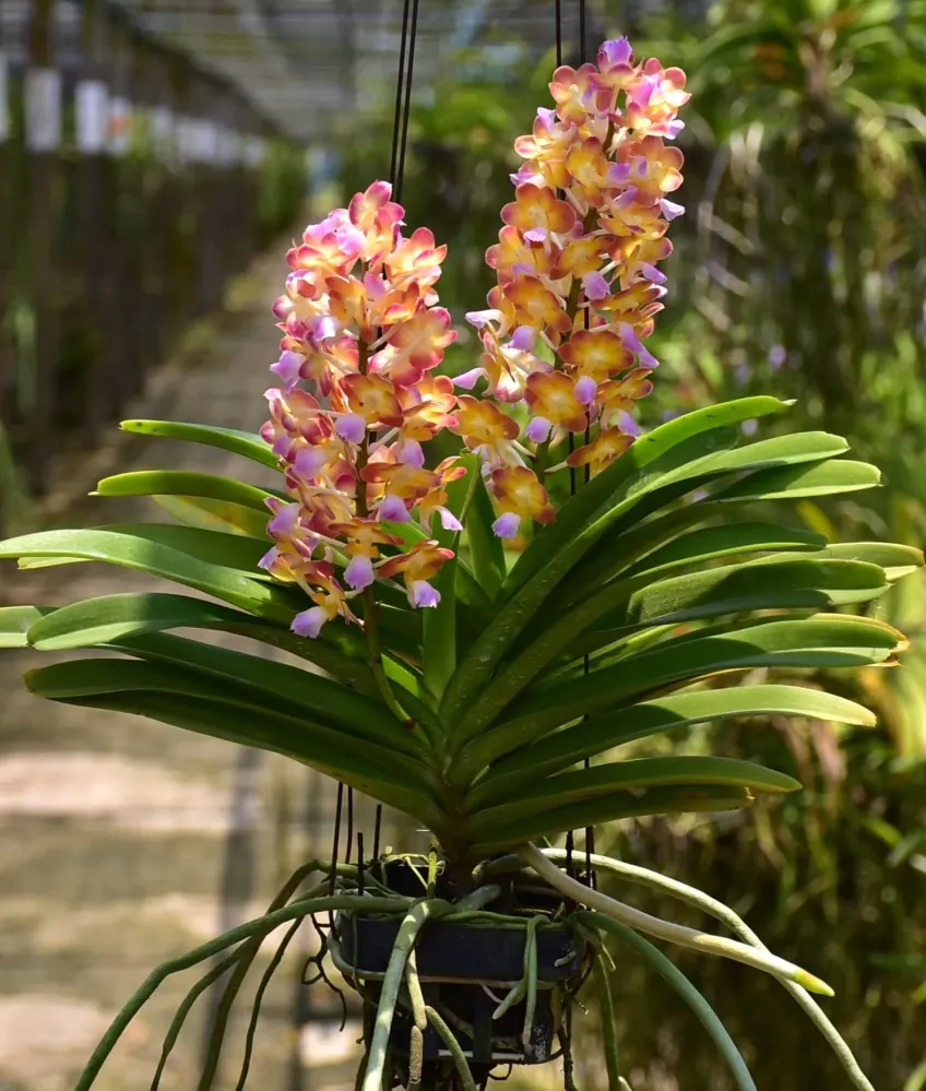 Perreiraara Bangkok Star parfumata