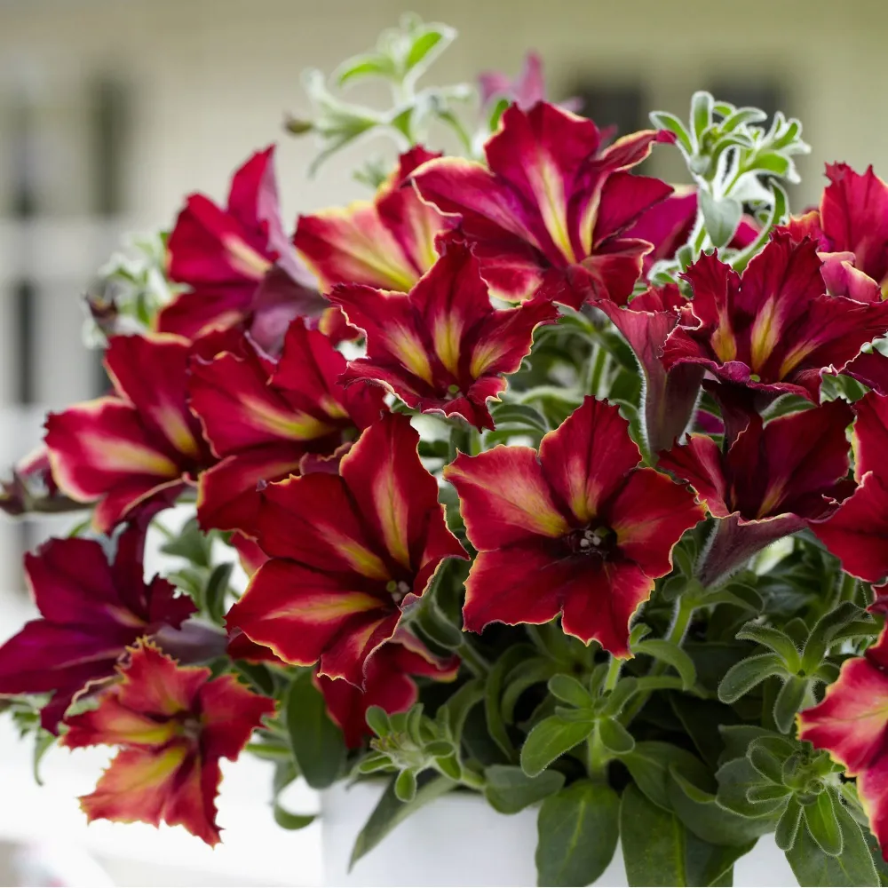 Petunia Crazytunia Mandeville