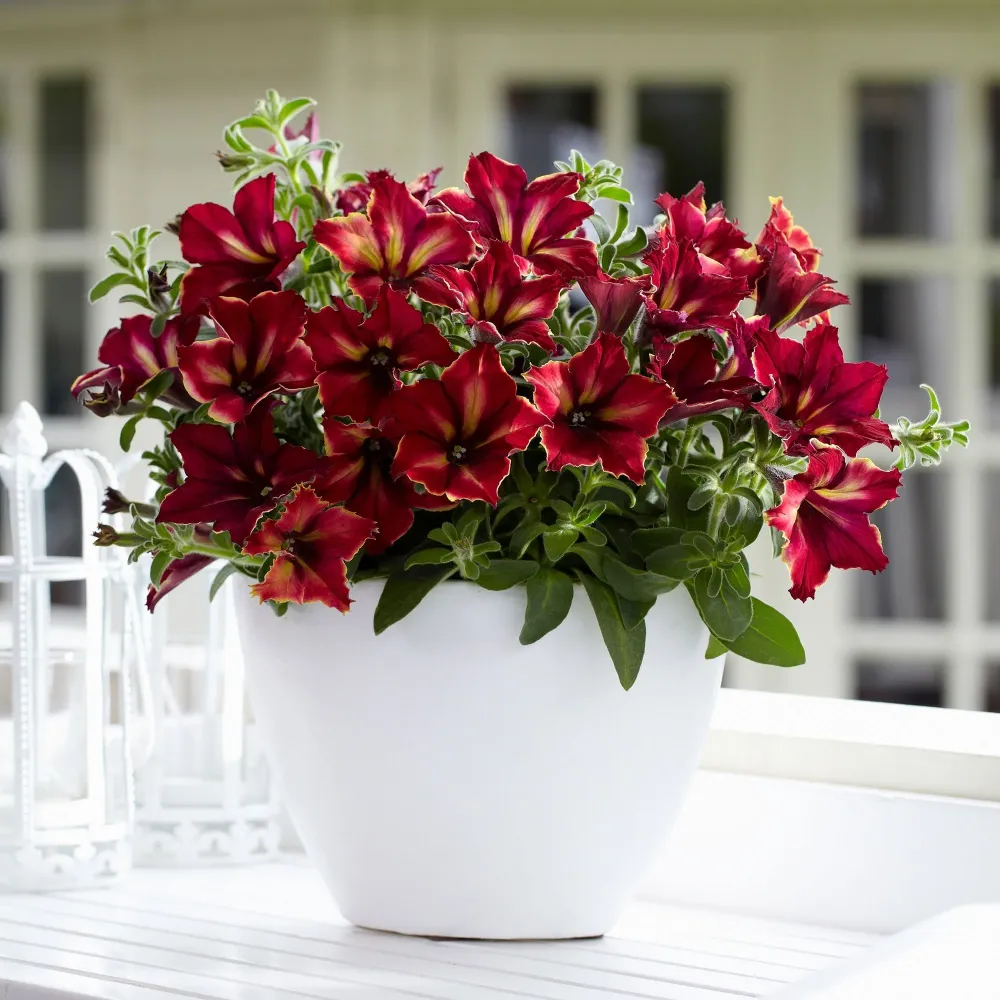 Petunia Crazytunia Mandeville