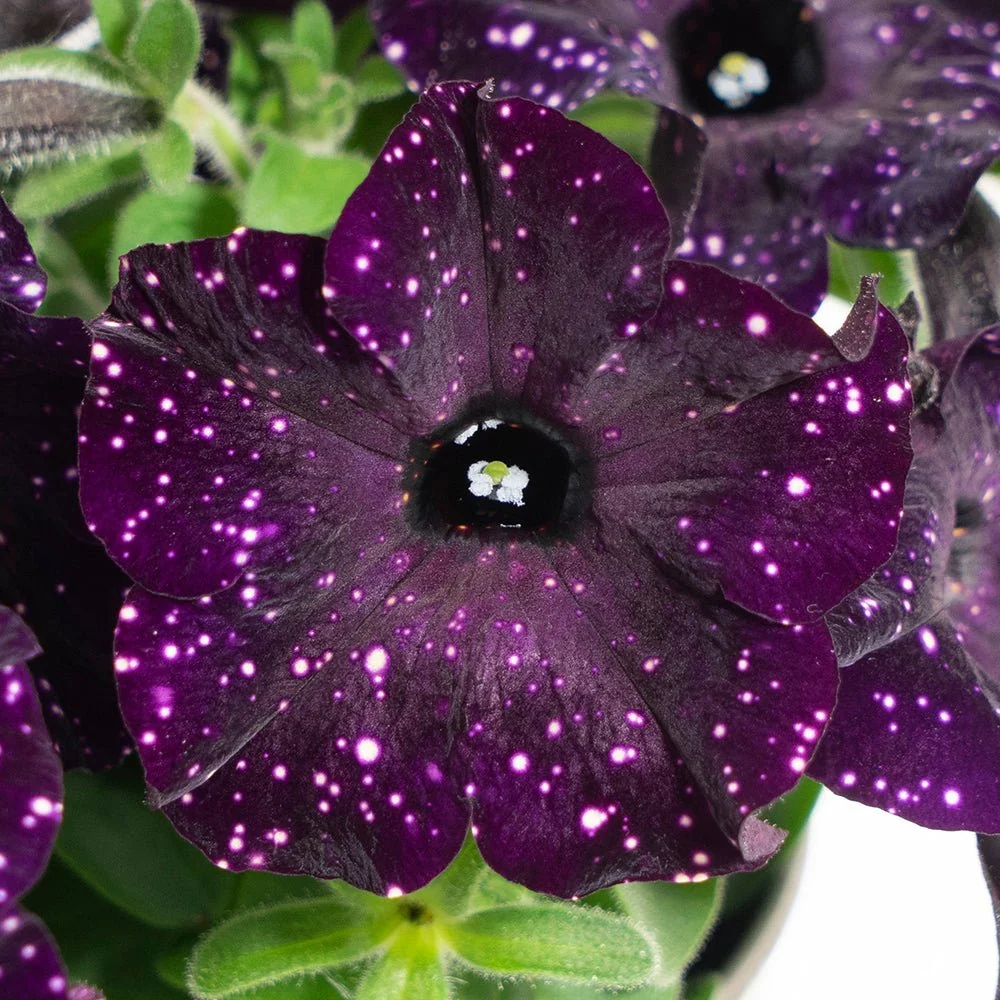 Petunia Sky - Bonny Mystery
