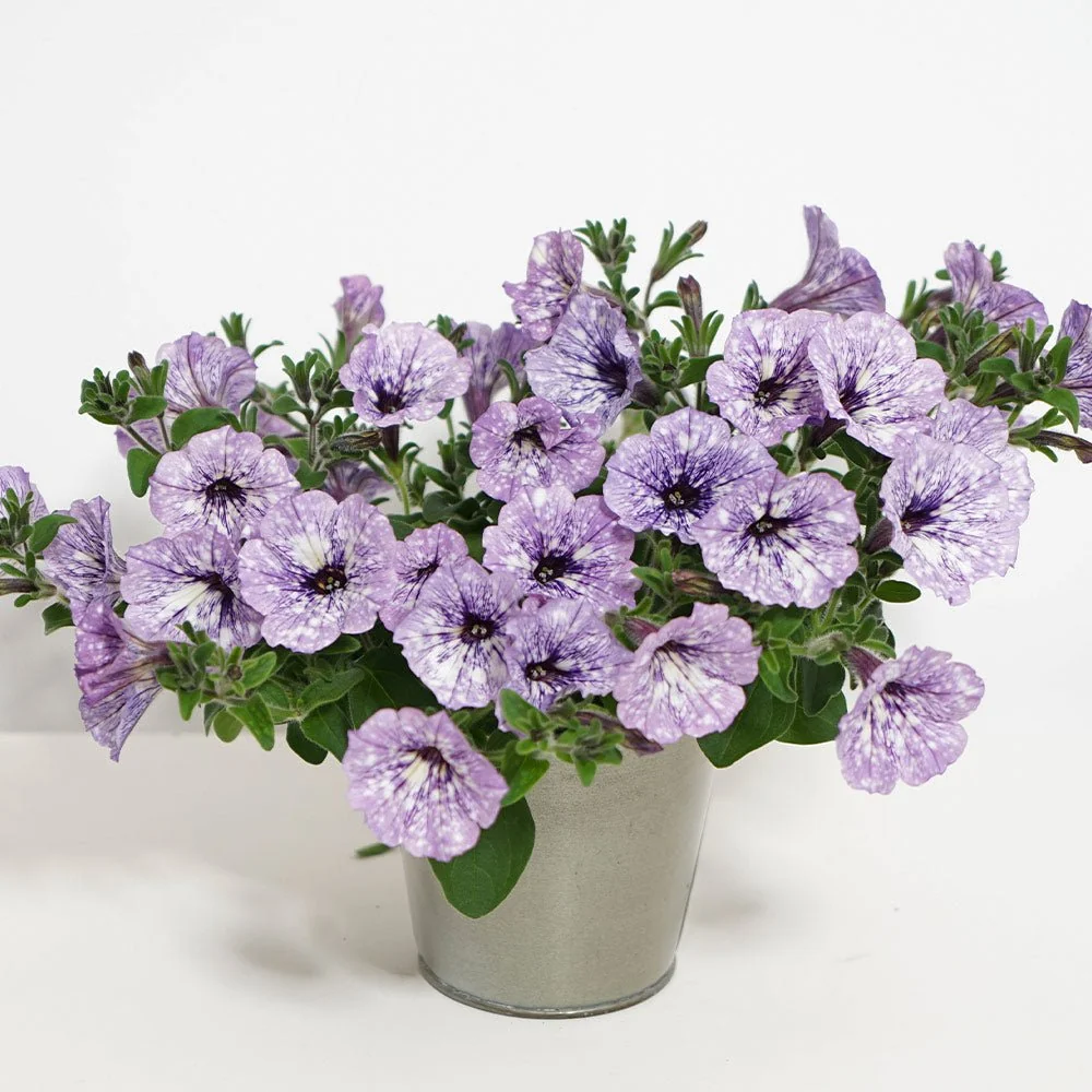 Petunia Sky - Lavender
