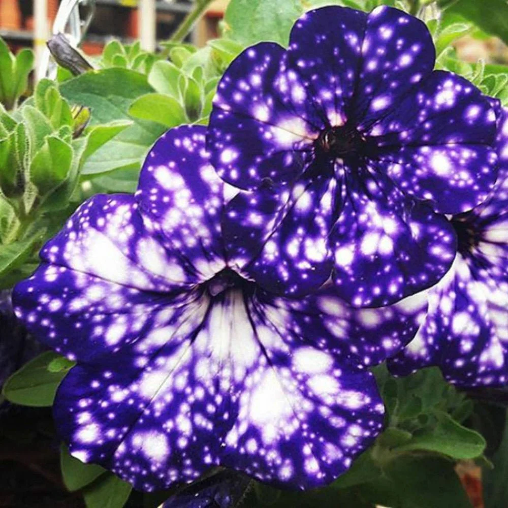 Petunia Sky - Night