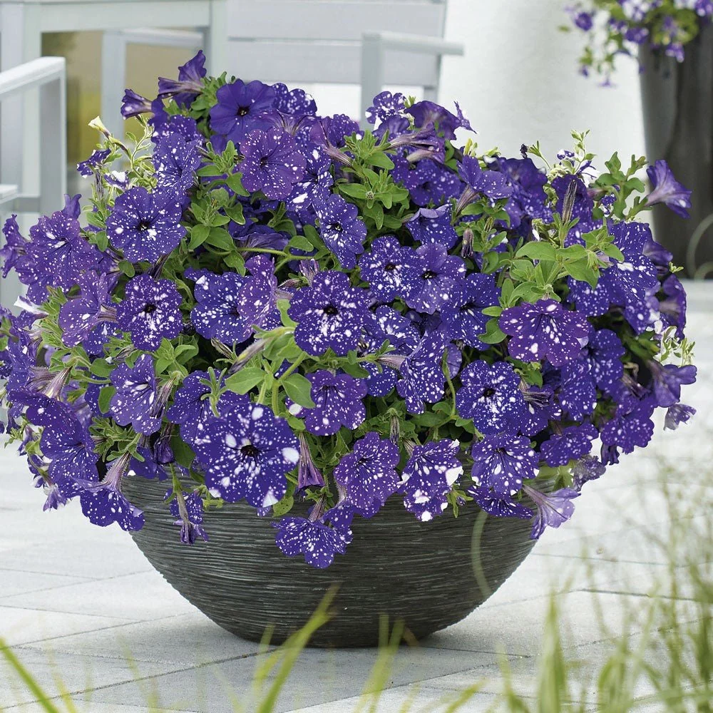 Petunia Sky - Night