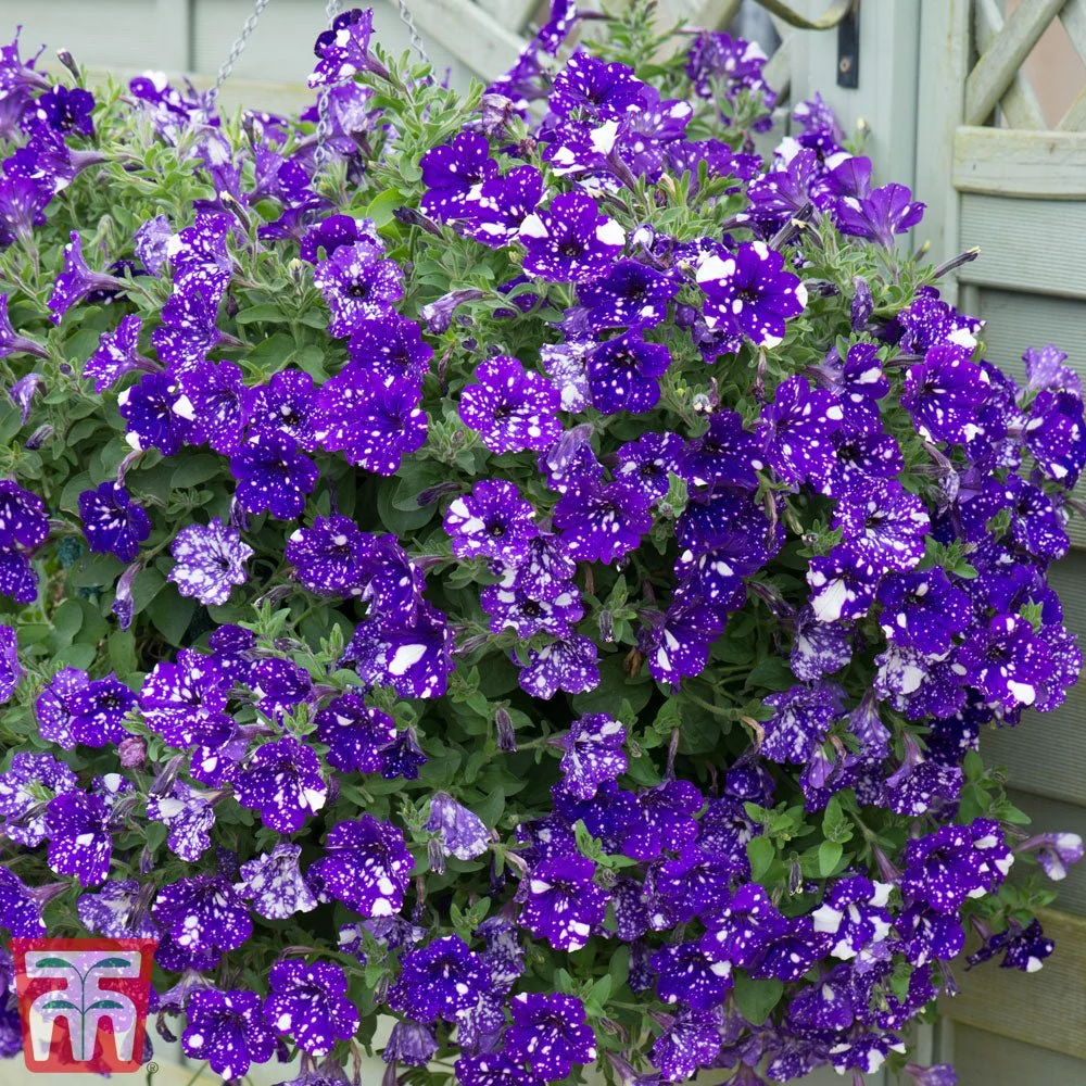 Petunia Sky - Night