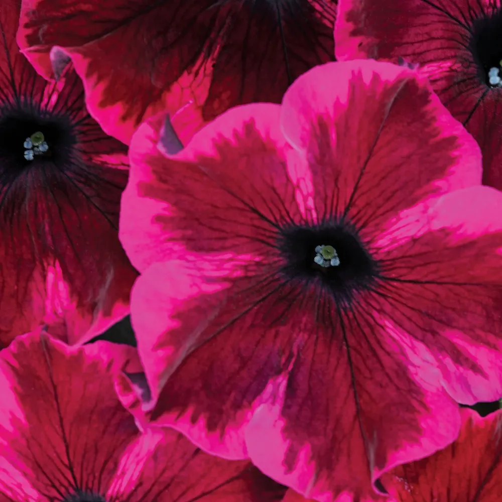 Petunie Crazytunia Cosmic Purple
