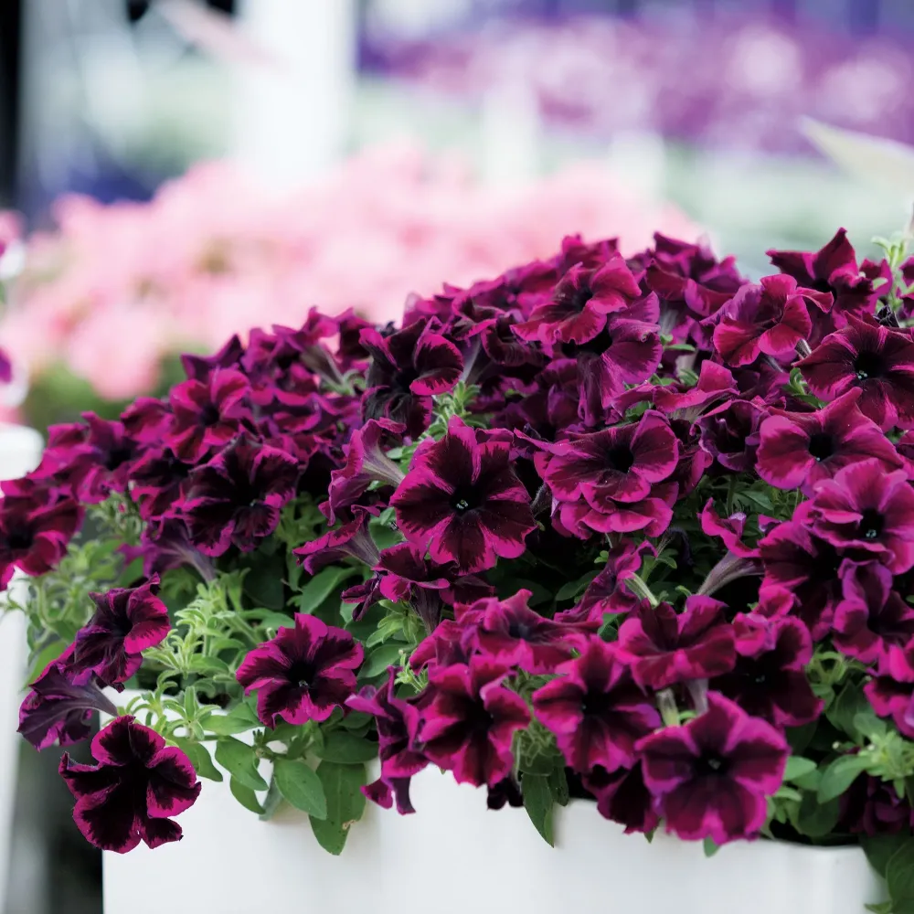 Petunie Crazytunia Cosmic Purple