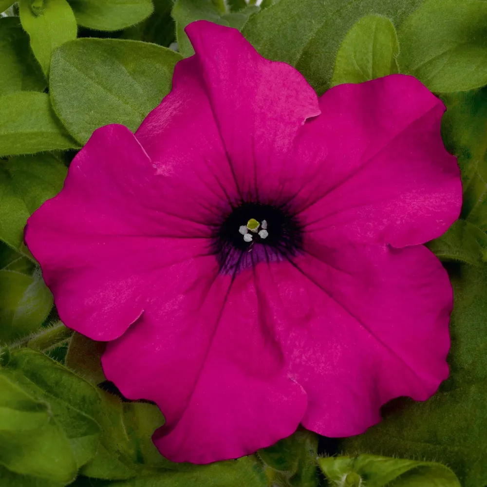 Petunie Happytoonia Purple