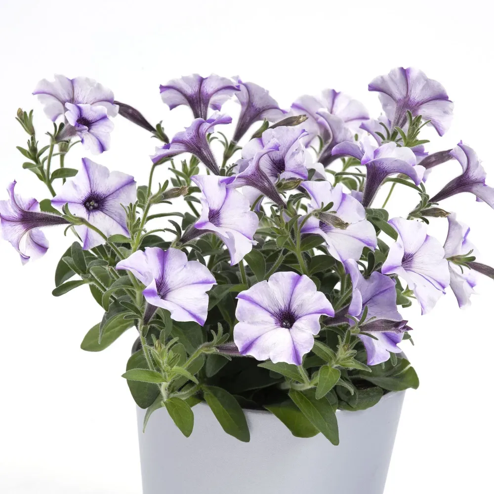 Petunie Prettytoonia Blue Jet