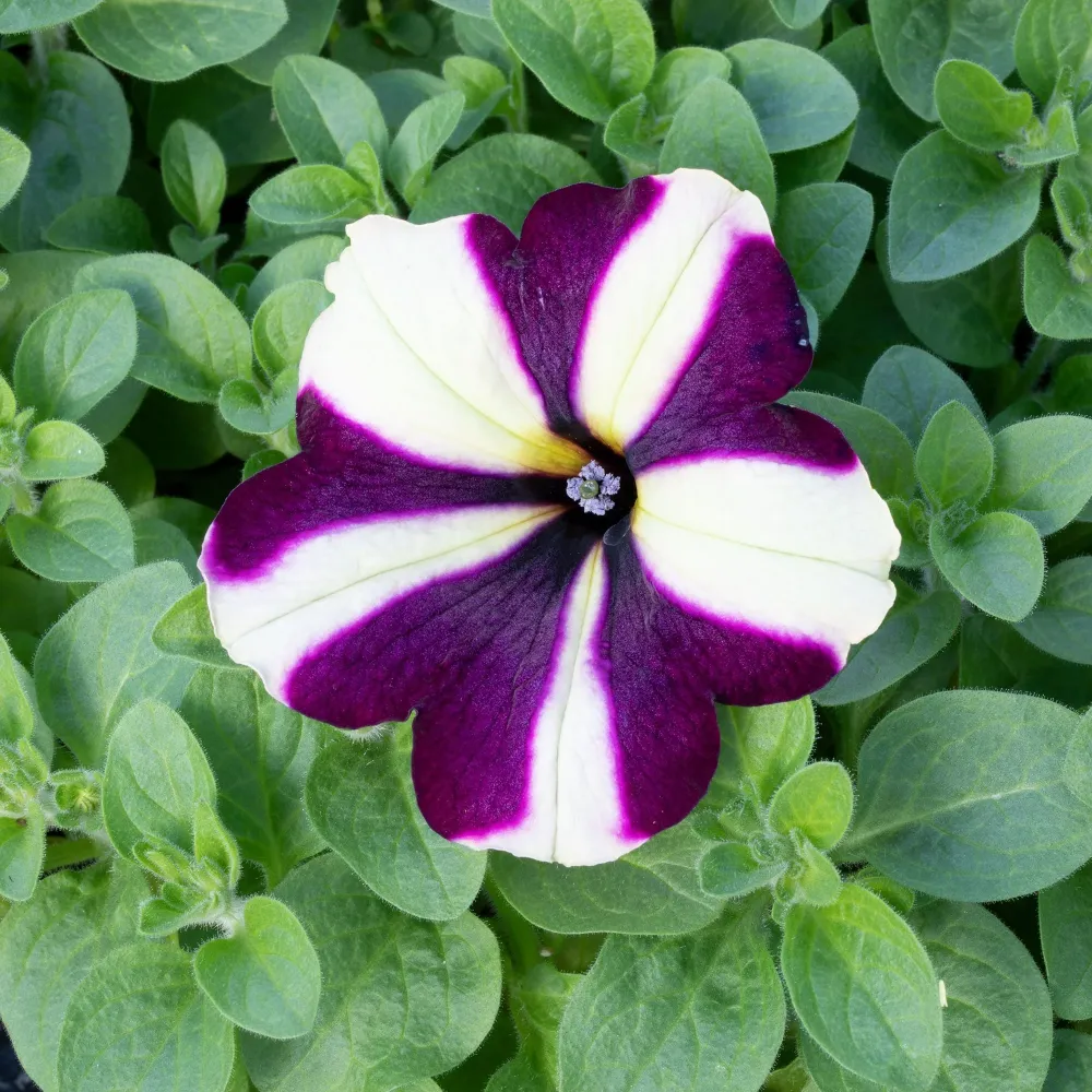Petunie Prettytoonia Cassis Star