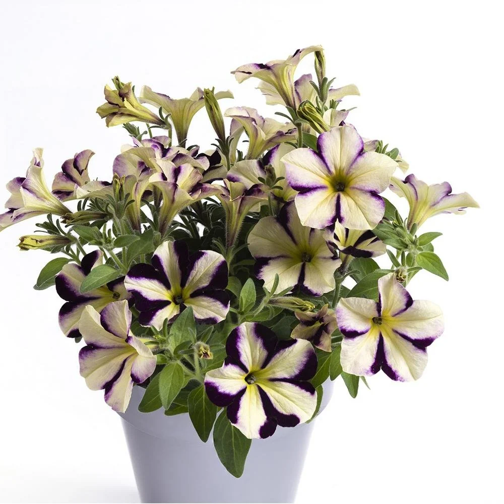 Petunie Prettytoonia Cassis Star