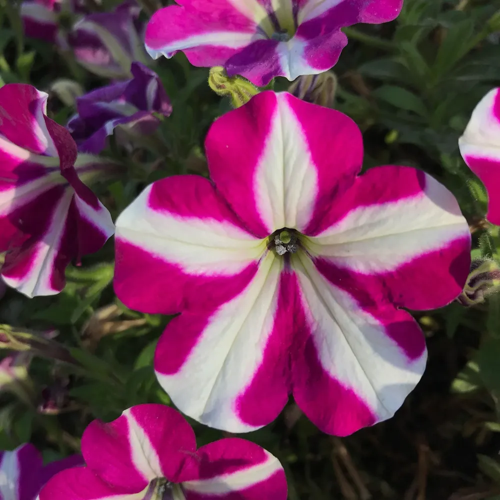 Petunie Prettytoonia White Purple Star