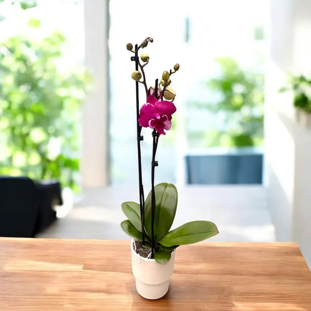 Phalaenopsis Allura Dracarys big lip