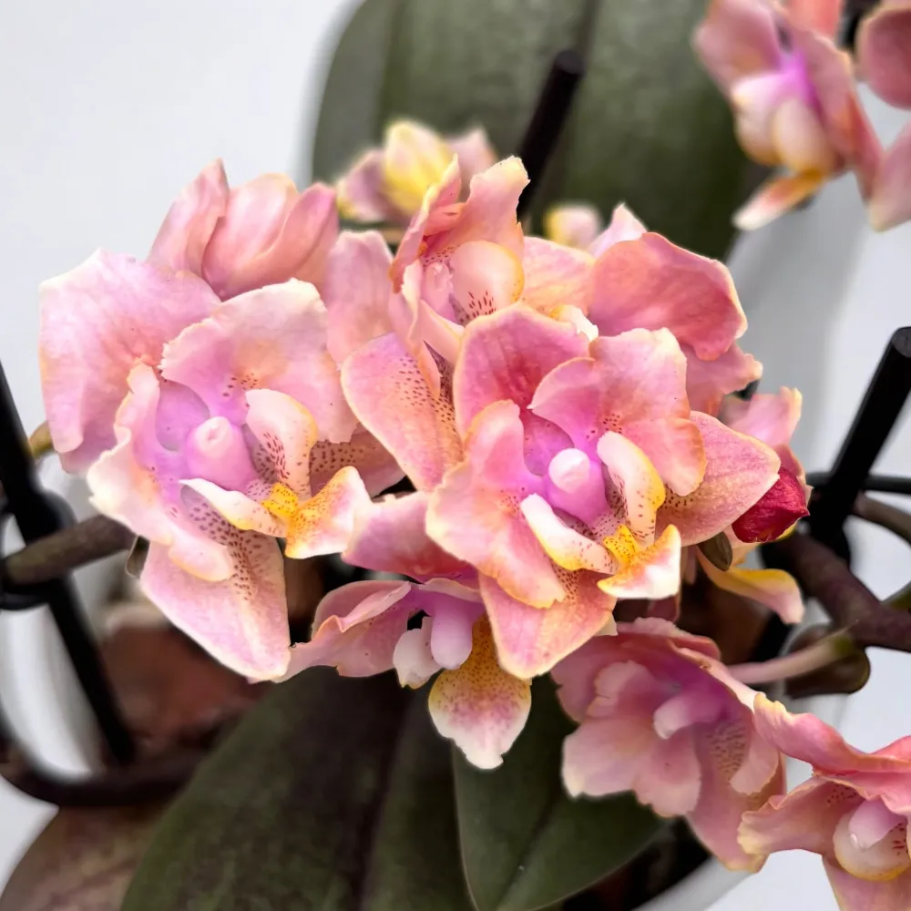 Phalaenopsis Aromio Carola - flori pelorice parfumate