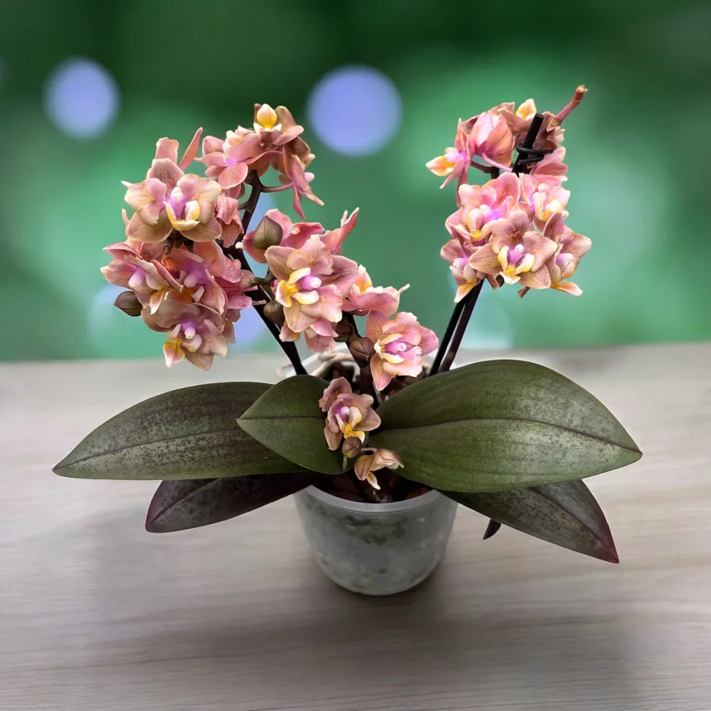 Phalaenopsis Aromio Carola - flori pelorice parfumate
