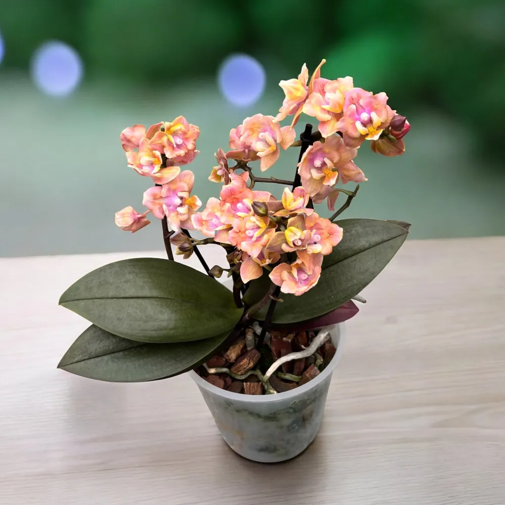 Phalaenopsis Aromio Carola - flori pelorice parfumate