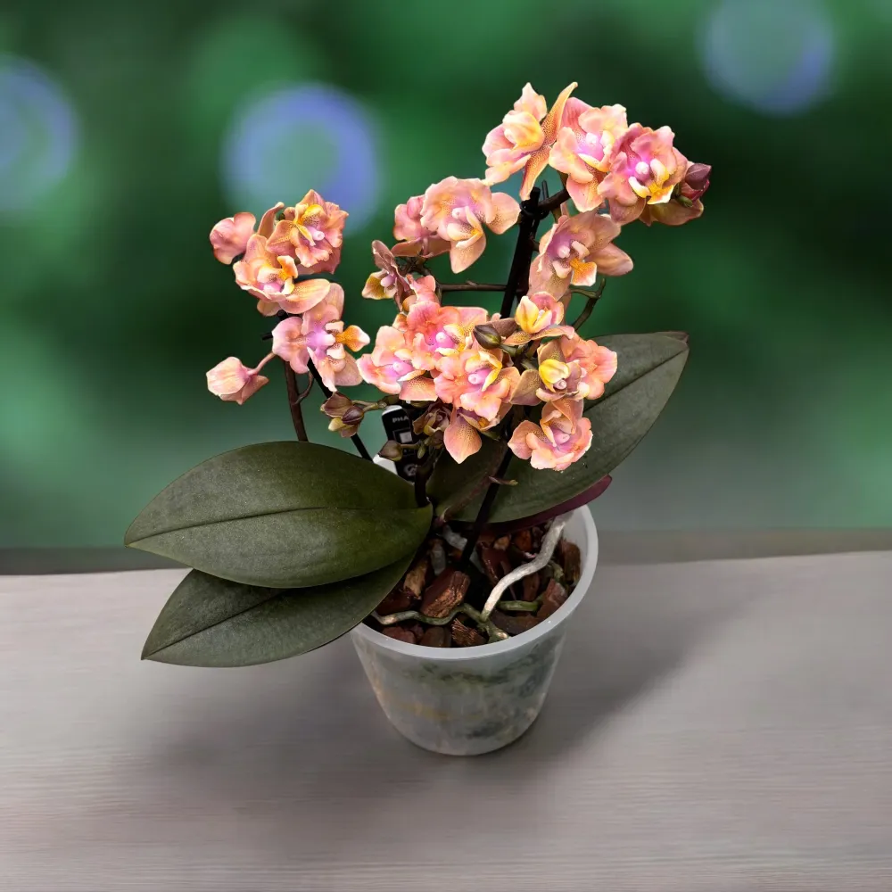 Phalaenopsis Aromio Carola - flori pelorice parfumate