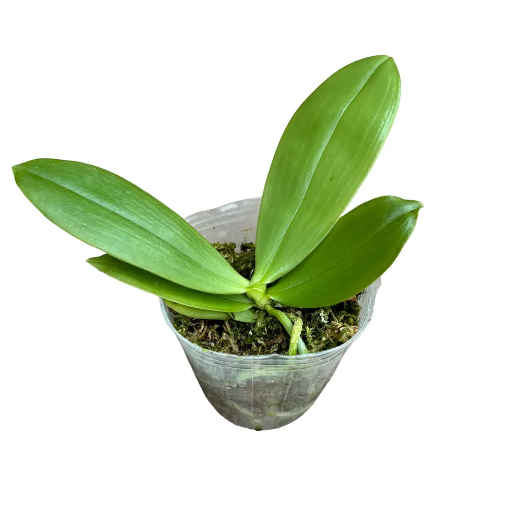 Phalaenopsis bellina var. alba *parfumata