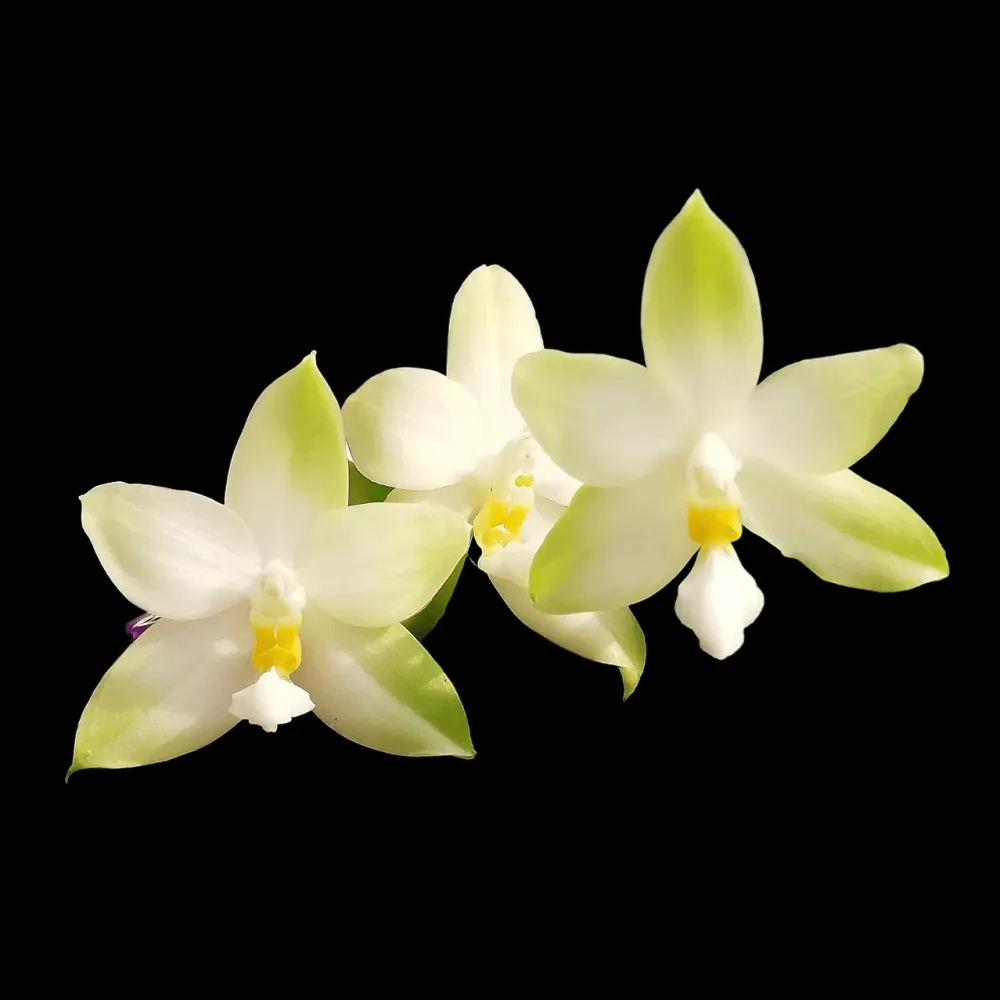 Phalaenopsis bellina var. alba *parfumata