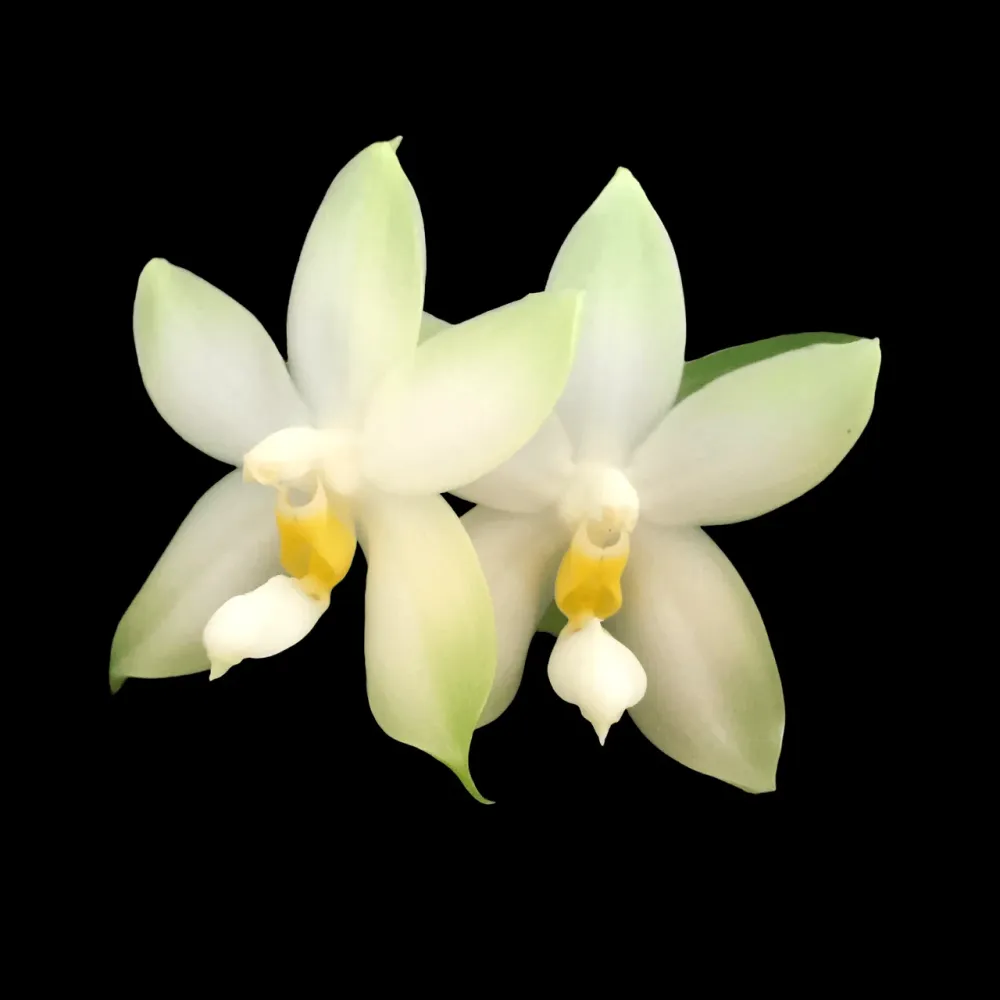 Phalaenopsis bellina var. alba *parfumata