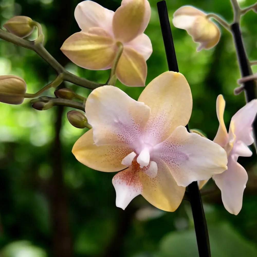 Phalaenopsis Bronze Buddha 'Lemon' (Bolgheri Lemon) flori parfumate & pelorice Butterfly
