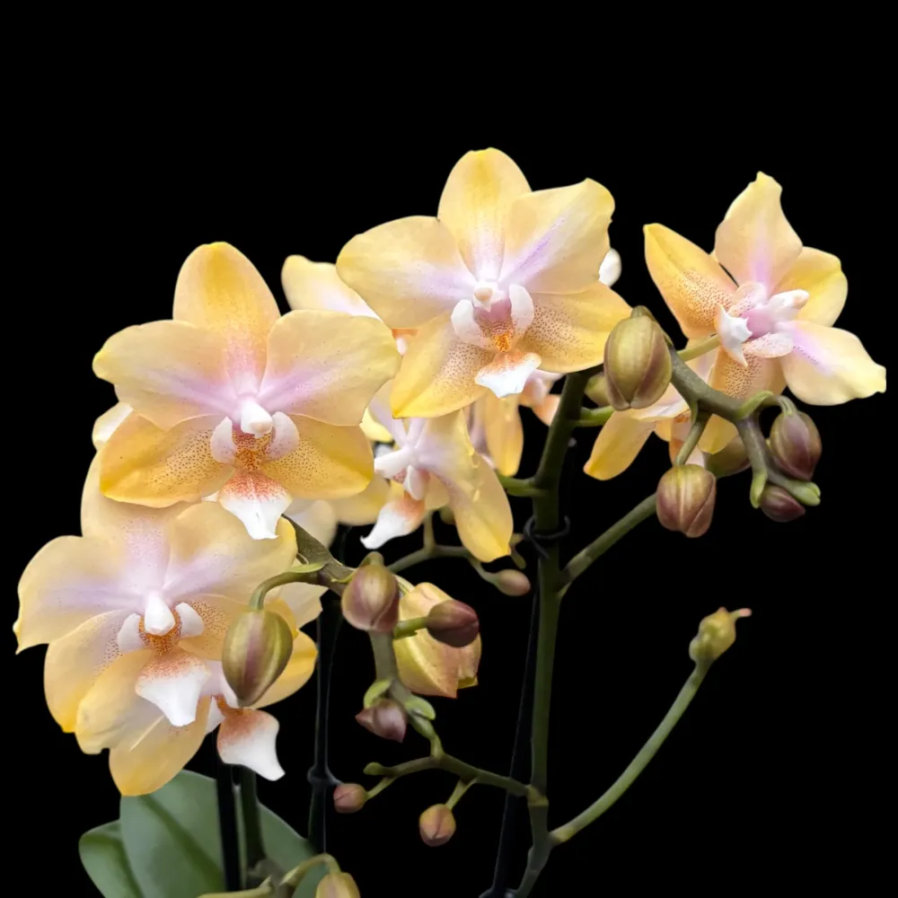 Phalaenopsis Bronze Buddha ‘Lemon’ (Bolgheri Lemon) – orhidee cu flori parfumate nuante solare