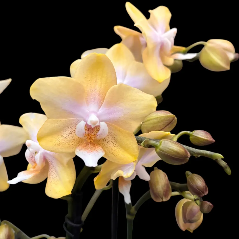 Phalaenopsis Bronze Buddha ‘Lemon’ (Bolgheri Lemon) – orhidee cu flori parfumate nuante solare