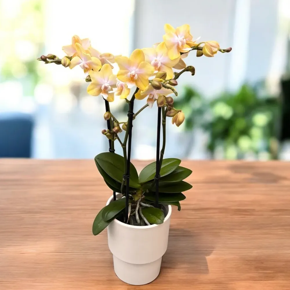Phalaenopsis Bronze Buddha ‘Lemon’ (Bolgheri Lemon) – orhidee cu flori parfumate nuante solare
