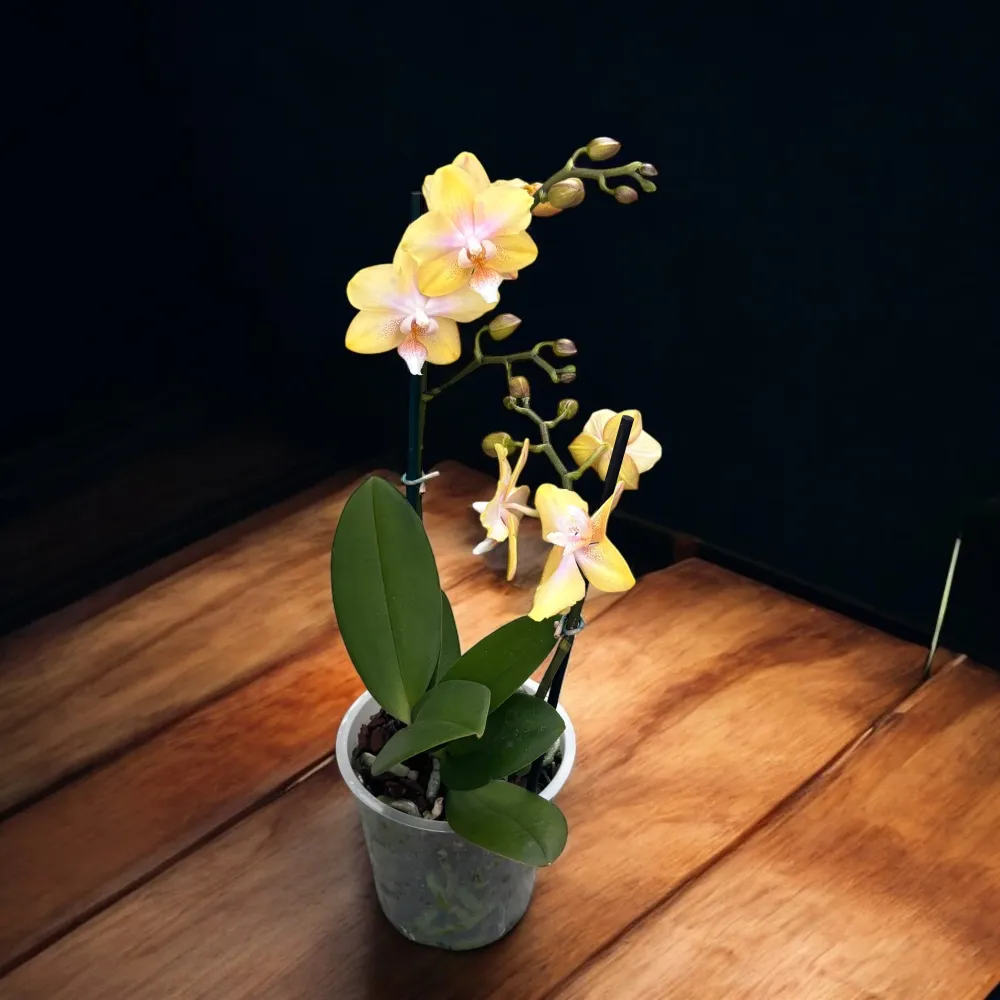 Phalaenopsis Bronze Buddha ‘Lemon’ (Bolgheri Lemon) – orhidee cu flori parfumate nuante solare