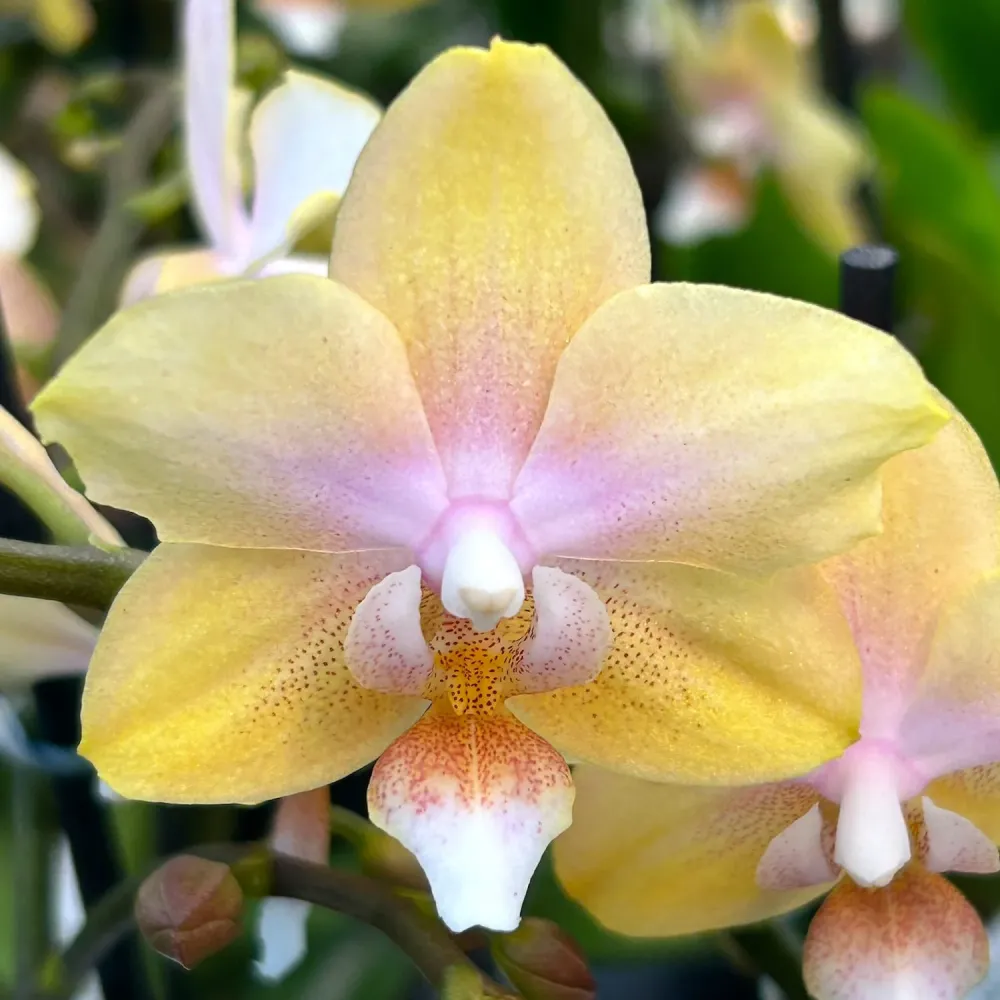 Phalaenopsis Bronze Buddha ‘Lemon’ (Bolgheri Lemon) – orhidee cu flori parfumate nuante solare