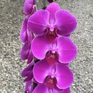 Phalaenopsis Carmen