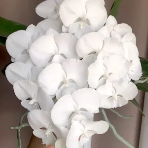 Phalaenopsis Charming Crystal Water '1287' - big lip