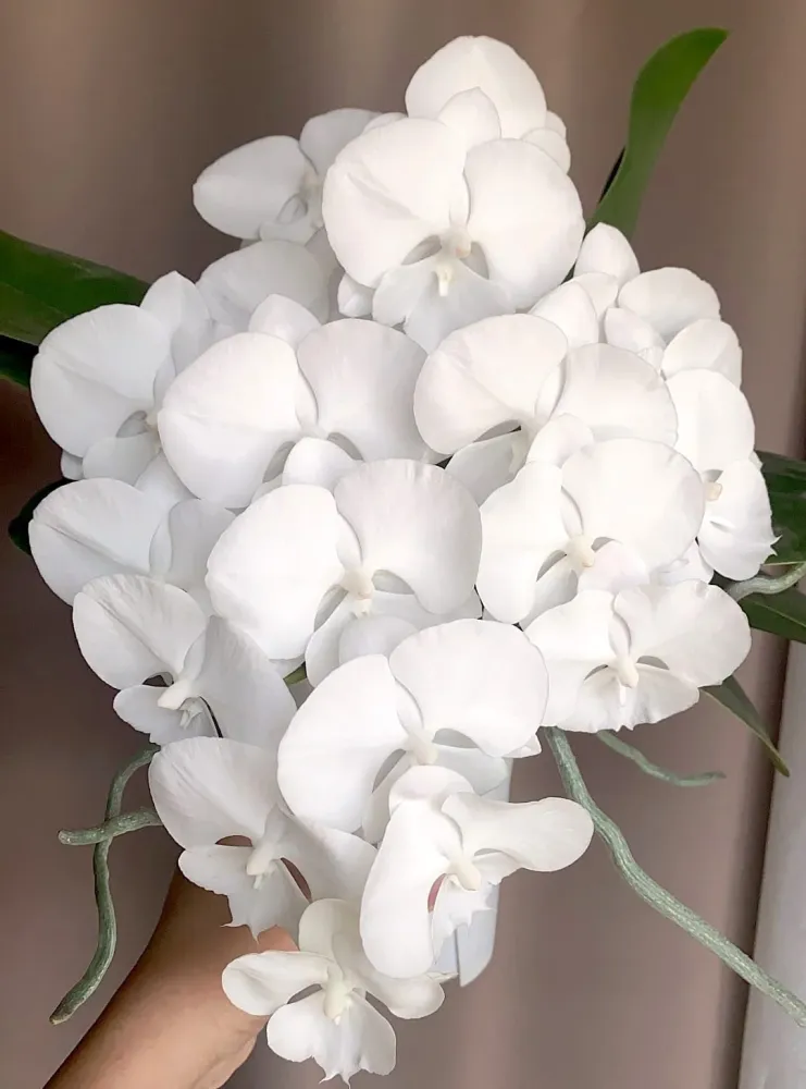 Phalaenopsis Charming Crystal Water '1287' - big lip
