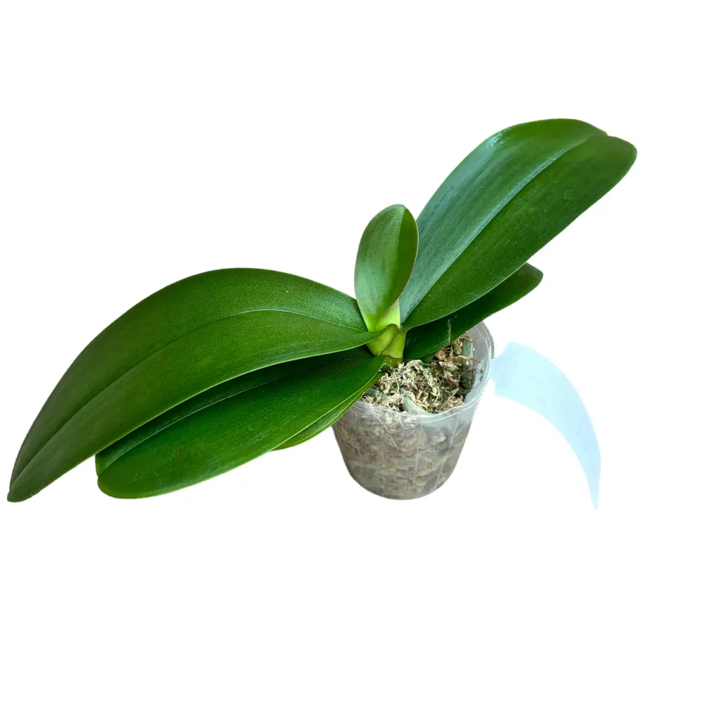 Phalaenopsis Charming Crystal Water '1287' - big lip