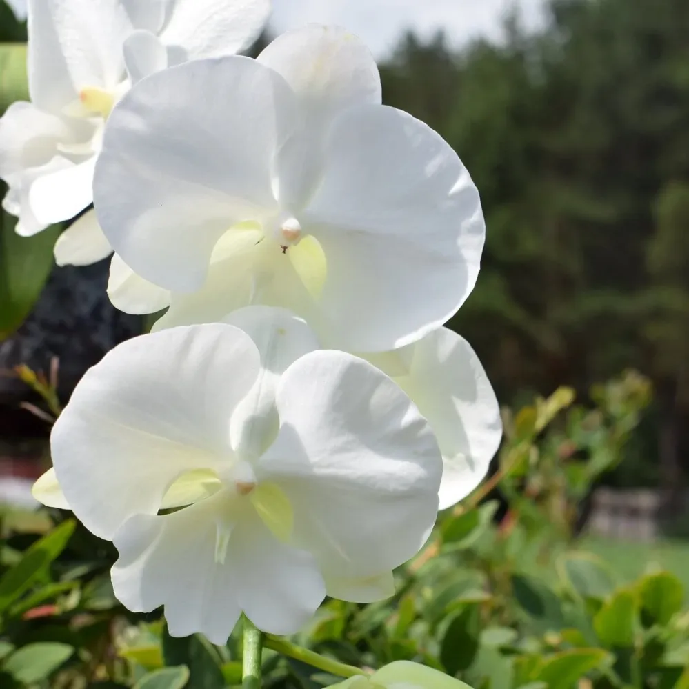 Phalaenopsis Charming Crystal Water '1287' - big lip