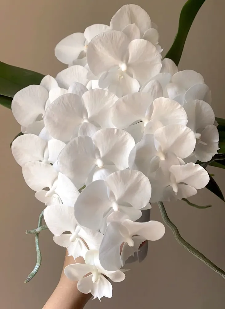 Phalaenopsis Charming Crystal Water '1287' - big lip