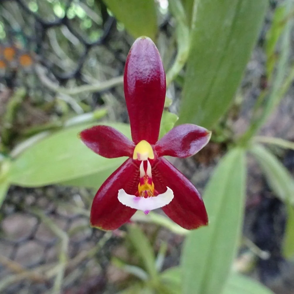 Phalaenopsis cornu-cervi var. chattaladae (4N) (red form)