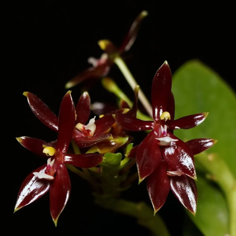 Phalaenopsis cornu-cervi var. chattaladae (4N) (red form)